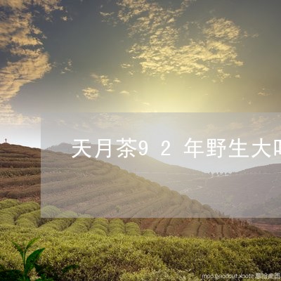 天月茶92年野生大叶/2023071642027