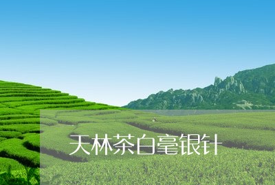 天林茶白毫银针/2023112323737