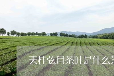 天柱弦月茶叶是什么茶/2023061028249