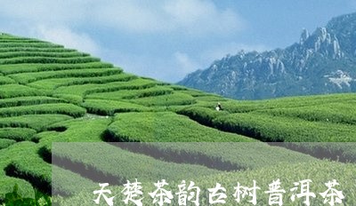 天楚茶韵古树普洱茶/2023120523805