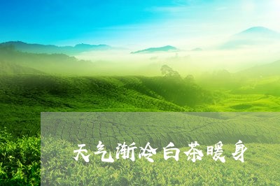 天气渐冷白茶暖身/2023061777472