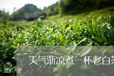 天气渐凉煮一杯老白茶/2023092833623