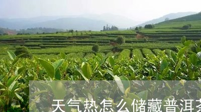 天气热怎么储藏普洱茶/2023062951716