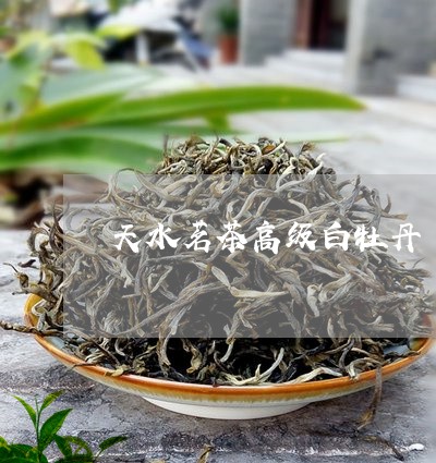 天水茗茶高级白牡丹/2023120576393