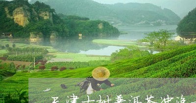 天津古树普洱茶冲泡方法/2023102439361