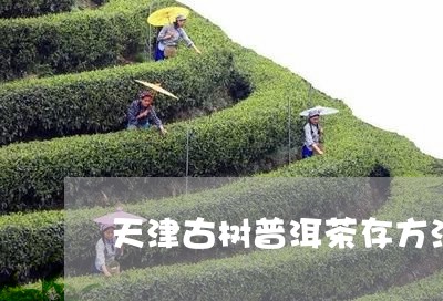 天津古树普洱茶存方法/2023102435269