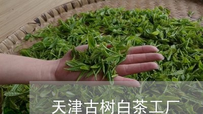 天津古树白茶工厂/2023061798694