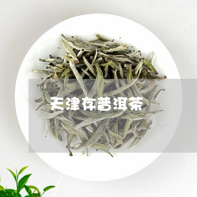 天津存普洱茶/2023112659481