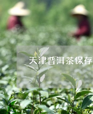 天津普洱茶保存时间多久/2023120709426