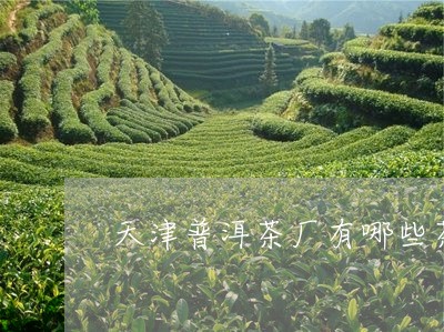 天津普洱茶厂有哪些茶种/2023082932825