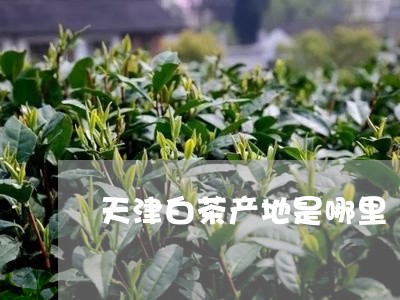 天津白茶产地是哪里/2023071644150