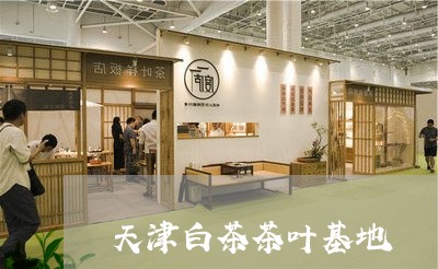 天津白茶茶叶基地/2023061775160