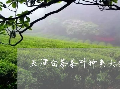 天津白茶茶叶种类大全/2023092875926