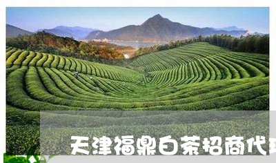 天津福鼎白茶招商代理/2023092871503