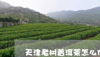 天津老树普洱茶怎么储存/2023103189380