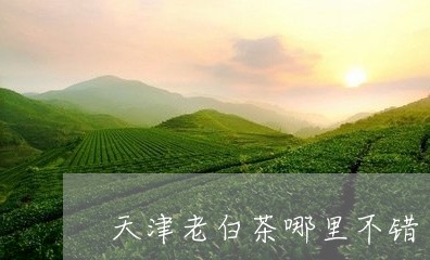 天津老白茶哪里不错/2023121896370