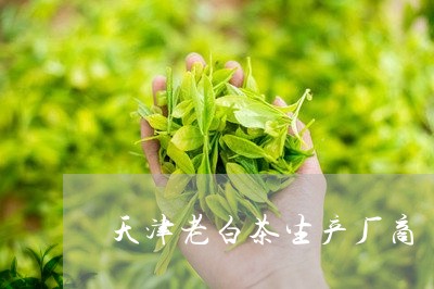 天津老白茶生产厂商/2023081371614