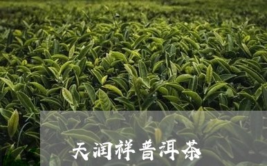 天润祥普洱茶/2023042930836