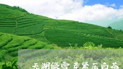 天湖绿雪芽紧压白茶/2023081300750