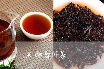 天源普洱茶/2023090563916