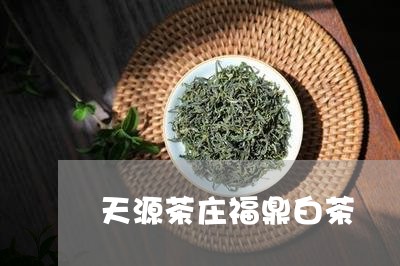 天源茶庄福鼎白茶/2023061775937