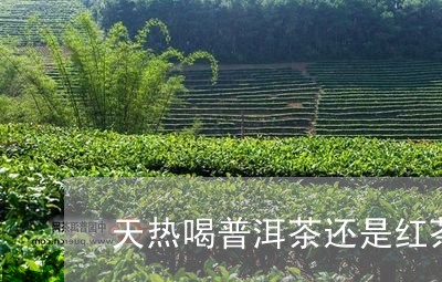 天热喝普洱茶还是红茶/2023080262615