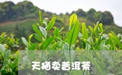 天猫卖普洱茶/2023042517617