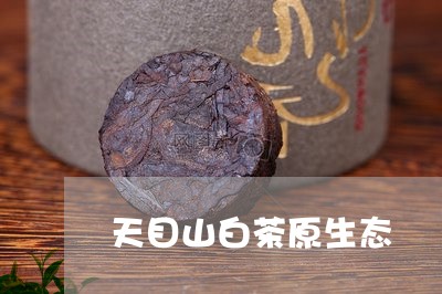 天目山白茶原生态/2023061719381