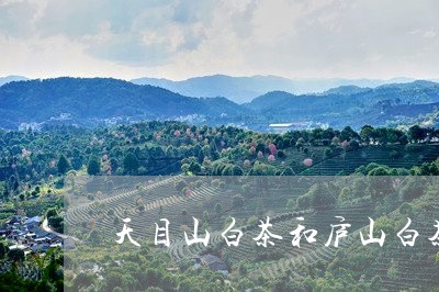 天目山白茶和庐山白茶哪种好/2023062921484