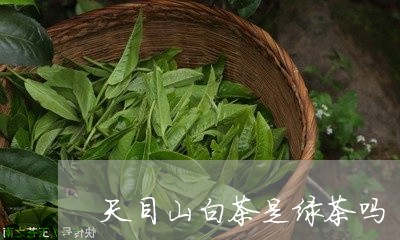 天目山白茶是绿茶吗/2023121871525