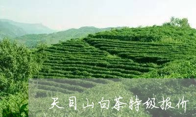 天目山白茶特级报价/2023081421514