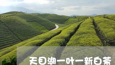 天目湖一叶一新白茶/2023071650725