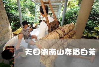 天目湖南山寿眉白茶/2023081448262