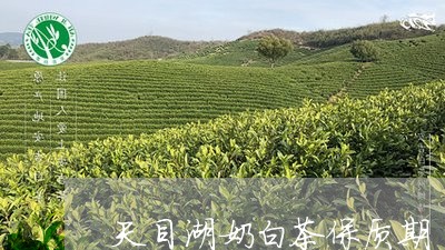 天目湖奶白茶保质期/2023081410395