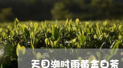 天目湖时雨黄金白茶/2023071695026