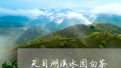 天目湖溪水园白茶/2023061748281