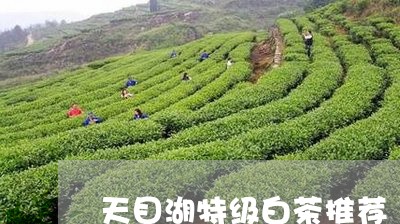 天目湖特级白茶推荐/2023081459513