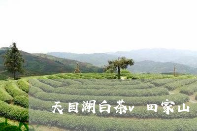 天目湖白茶v田家山/2023081470813