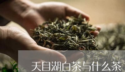 天目湖白茶与什么茶/2023121884150