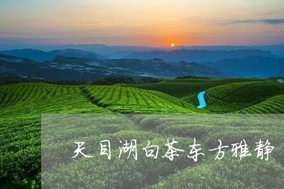 天目湖白茶东方雅静/2023071652836