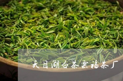 天目湖白茶云福茶厂/2023121894938