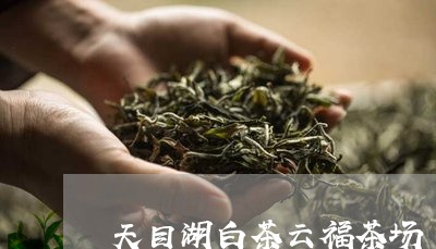 天目湖白茶云福茶场/2023121863605