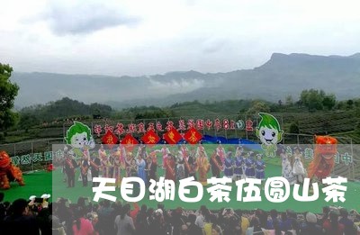 天目湖白茶伍圆山茶/2023071645149