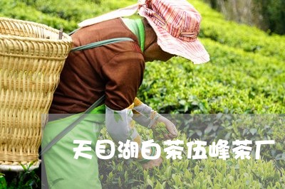 天目湖白茶伍峰茶厂/2023071617069