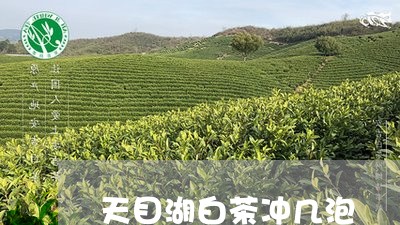 天目湖白茶冲几泡/2023061757360