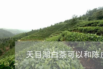 天目湖白茶可以和陈皮一起煮吗/2023111428170