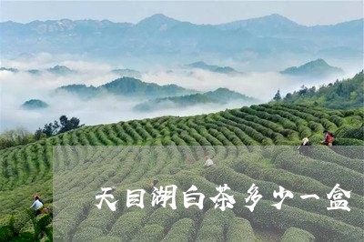 天目湖白茶多少一盒/2023121896150