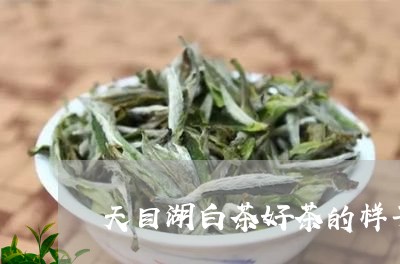 天目湖白茶好茶的样子/2023092859825