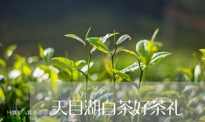 天目湖白茶好茶礼/2023061759481