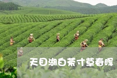 天目湖白茶寸草春晖/2023071607373